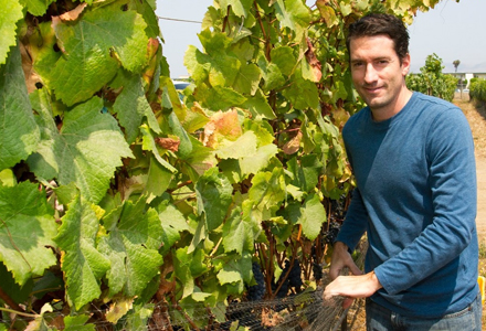 Man in vineyard