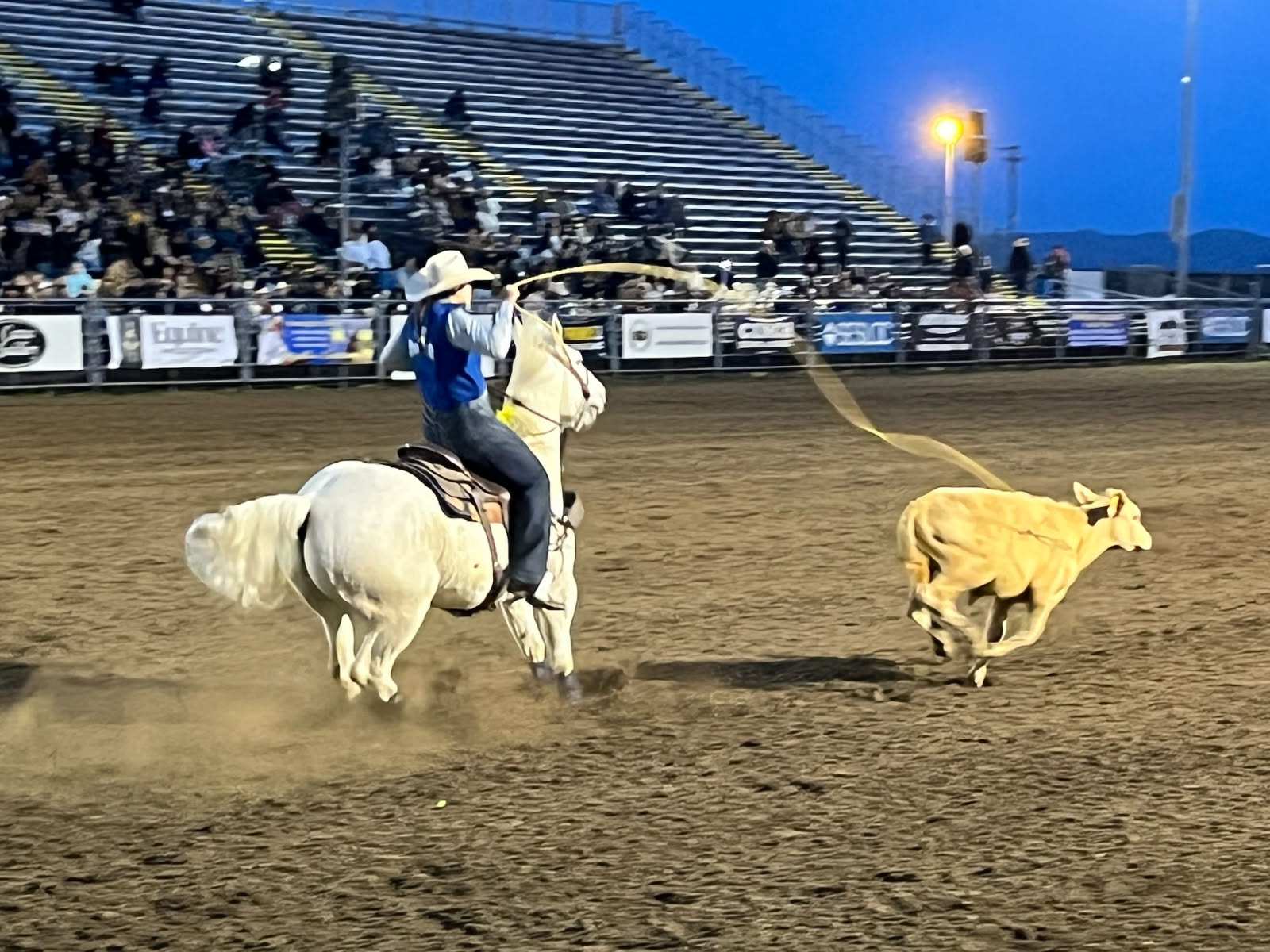Breakaway roper catching a calf at rodeo